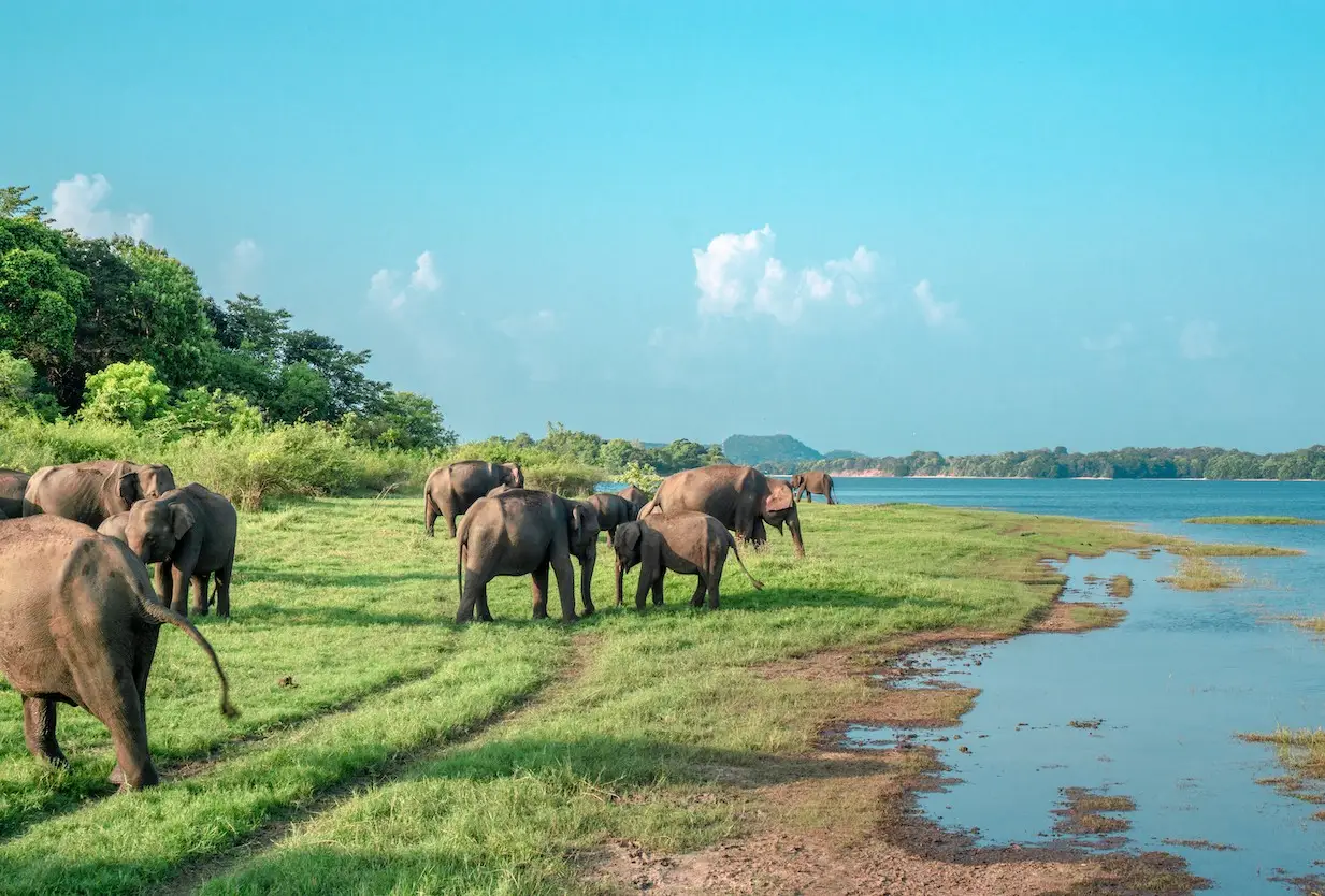 sri lanka minneriya national park elephants at lake