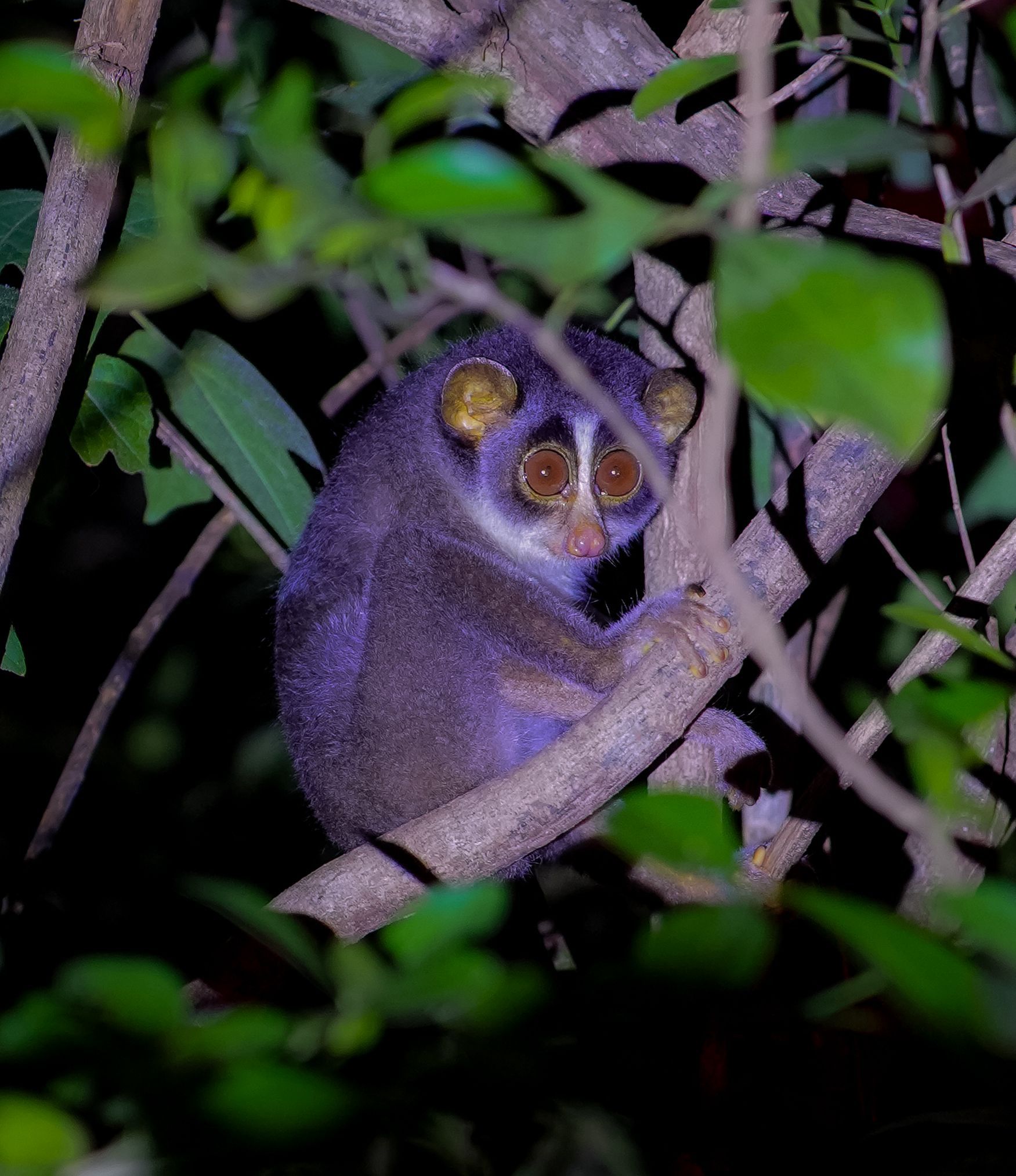 whatsapp image 2026 01 17 at 12.37.11