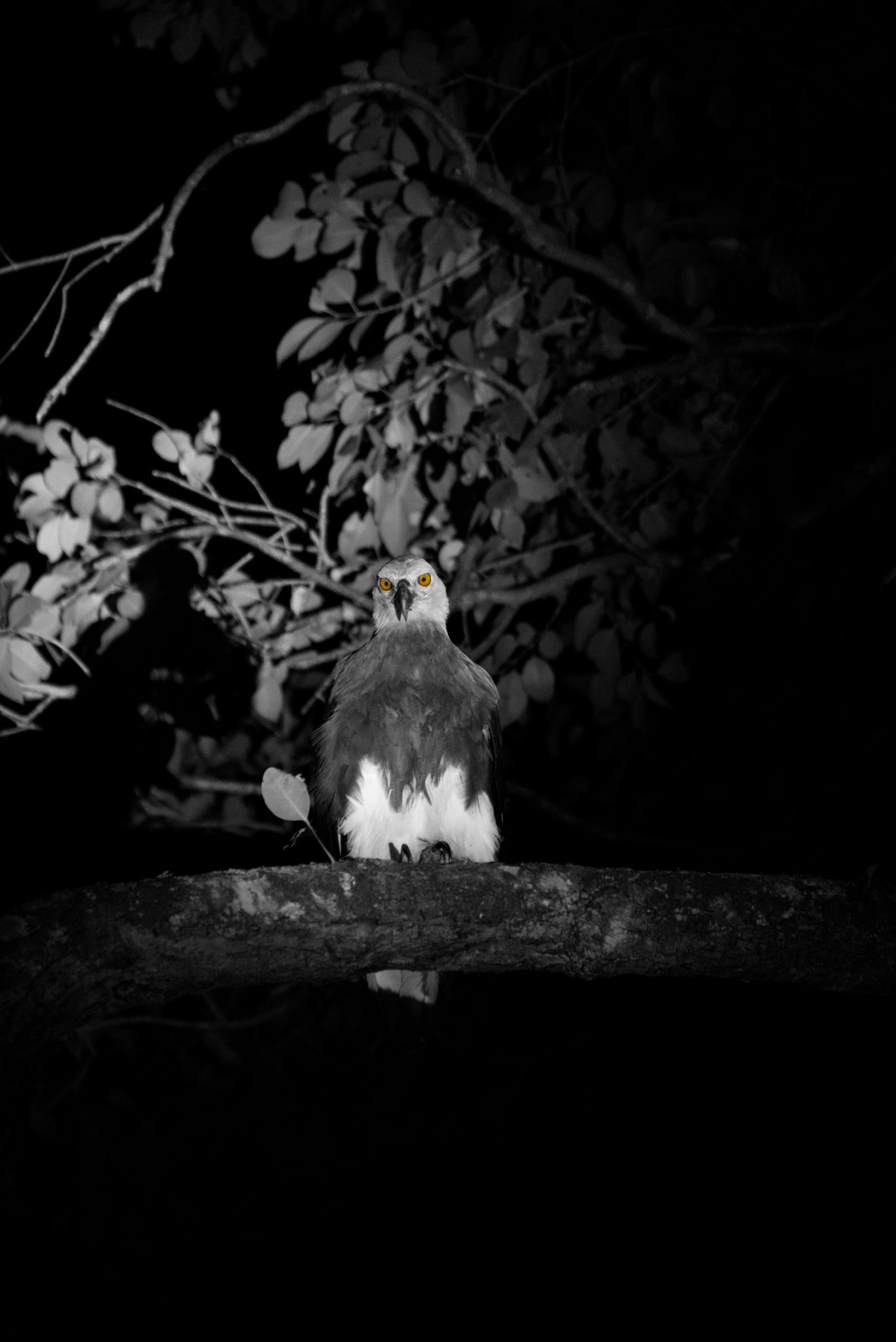 whatsapp image 2026 01 17 at 12.40.10